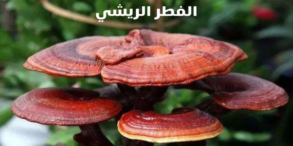 الفطر الريشي من DXN (الجانوديرما)
